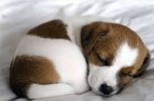 Cute puppy
