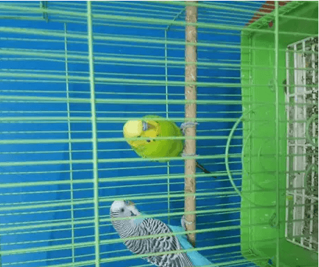 2 Birds with cage and Bird food