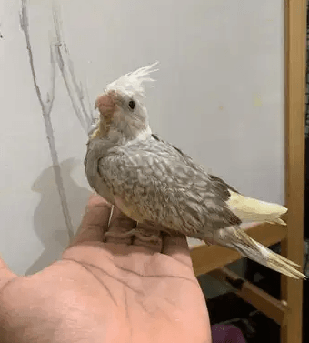 Cockatiel hand feeding chicks